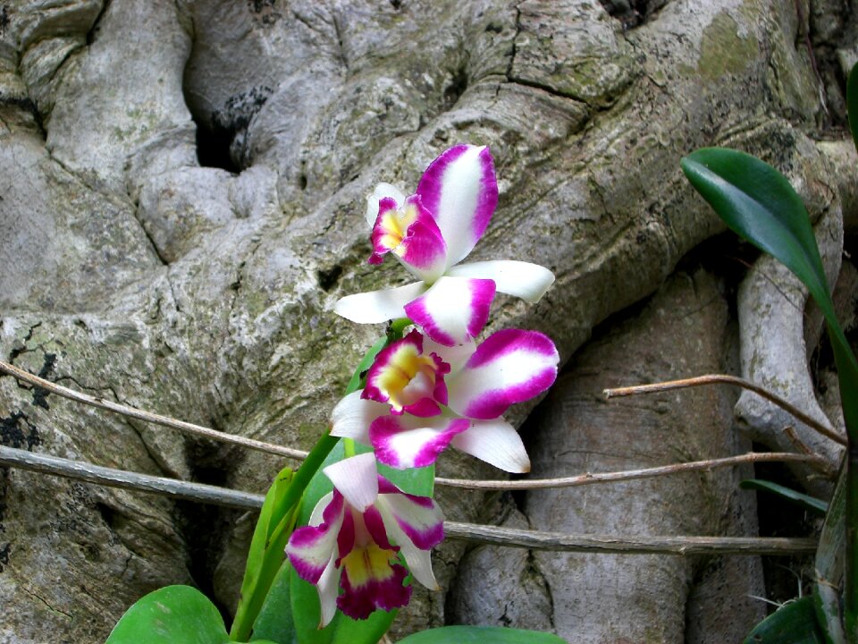 Orchid flower botanical garden