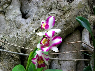Orchid flower botanical garden