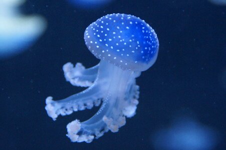 Fluoresce aquarium water photo