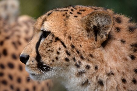 Animal jaguar head photo