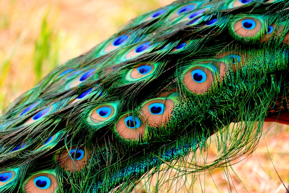 Pride bird peacock feathers