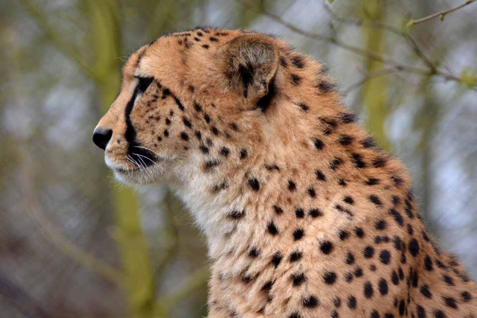 Animal jaguar head photo