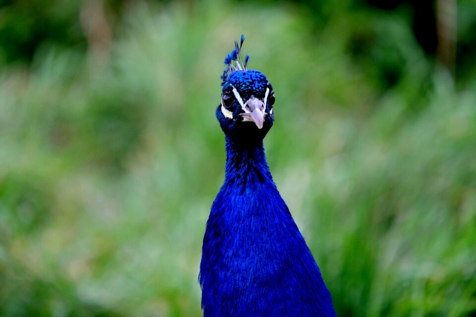 Nature animal blue
