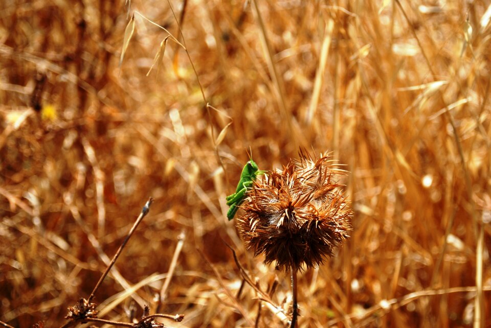 Field dried flower autumn