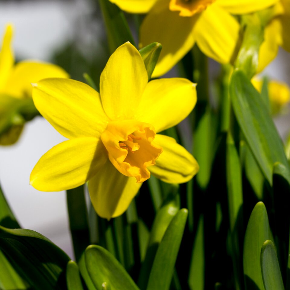 Spring flower sunshine