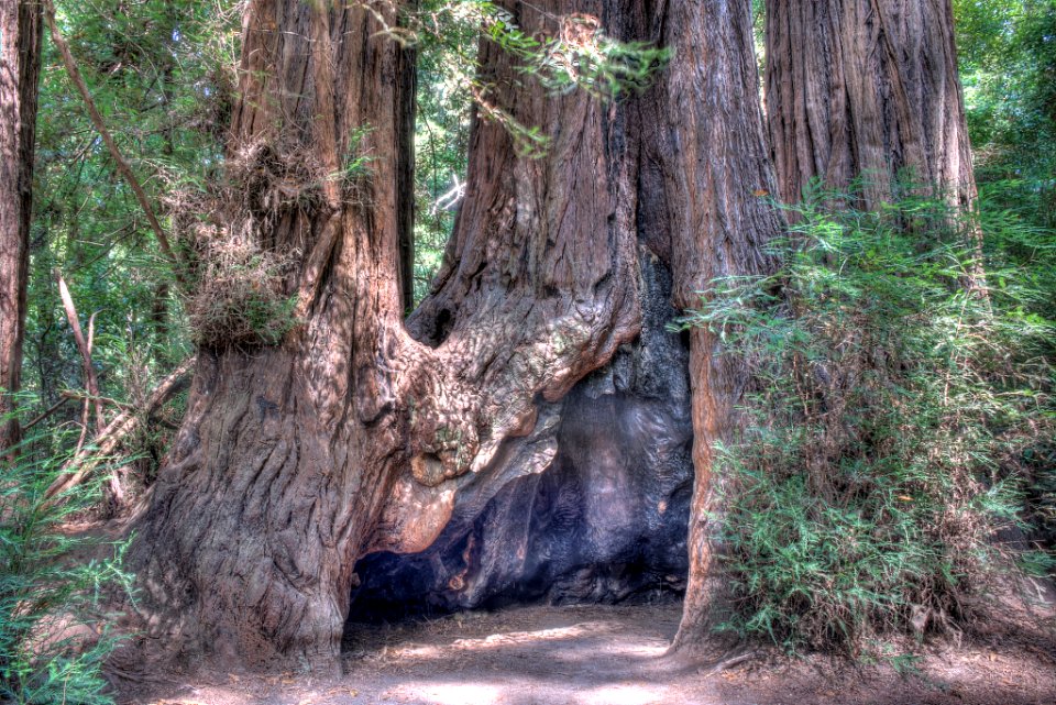 16_21_0030_redwood