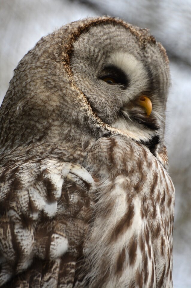 Bird feathers beak