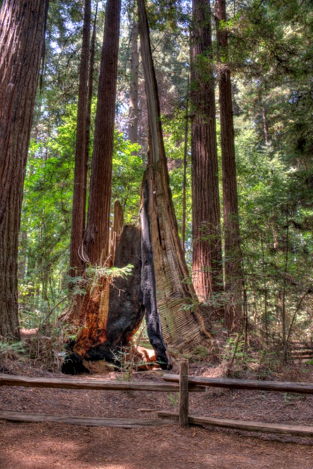 16_21_0055_redwood