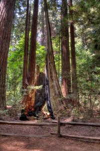 16_21_0055_redwood
