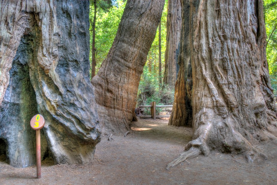 16_21_0035_redwood