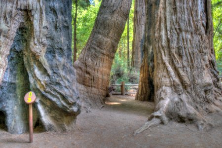 16_21_0035_redwood