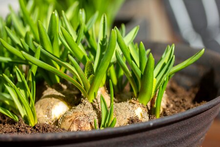 Bulbs spring sunny