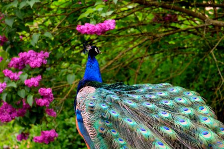 Pride nature animal