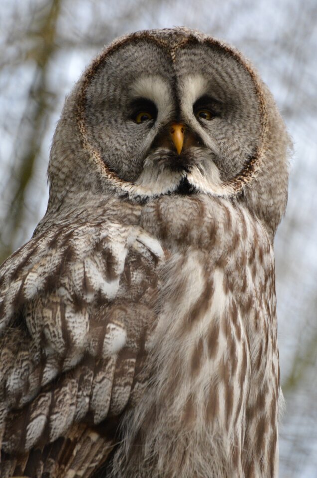 Bird feathers beak