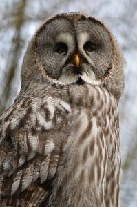 Bird feathers beak