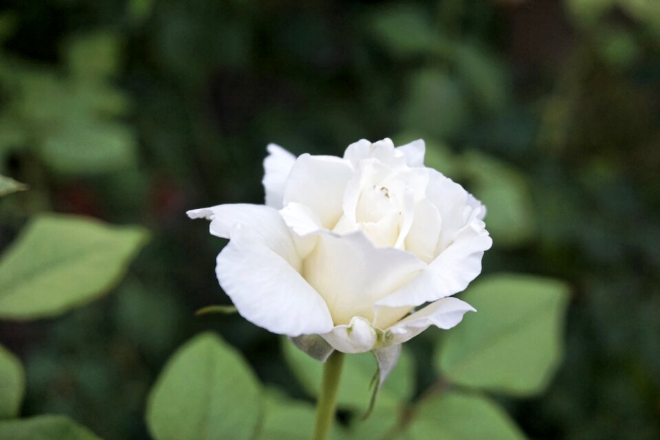White rose romance flower