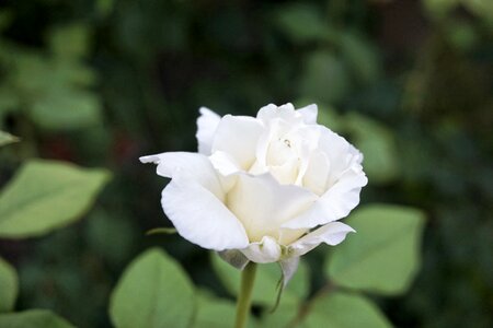 White rose romance flower photo