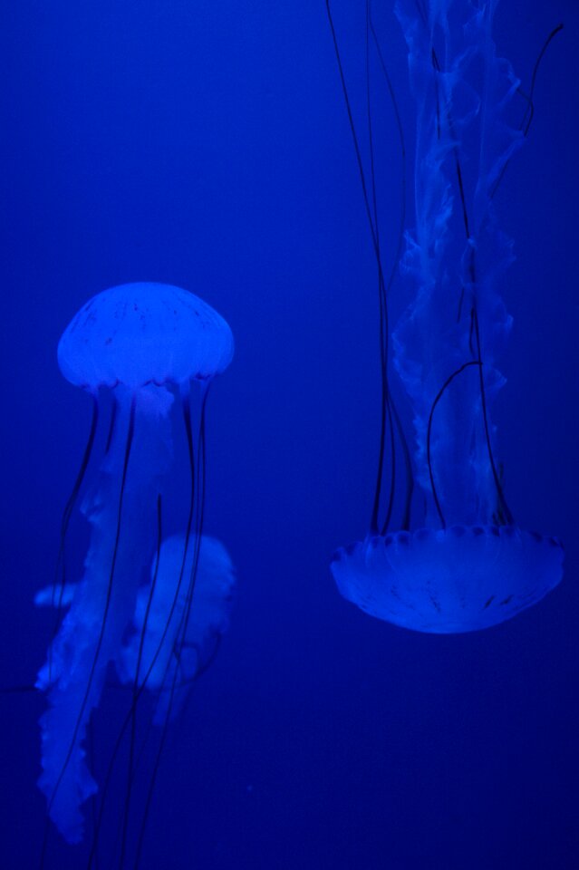 Fluoresce aquarium water photo