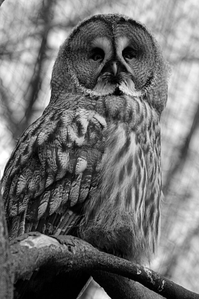 Bird feathers beak