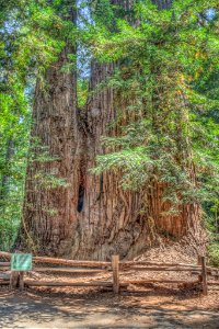 16_21_0022_redwood
