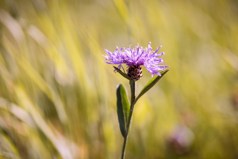 Flower pointed flower meadow photo