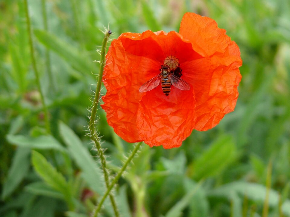 Poppy flower red poppy klatschmohn