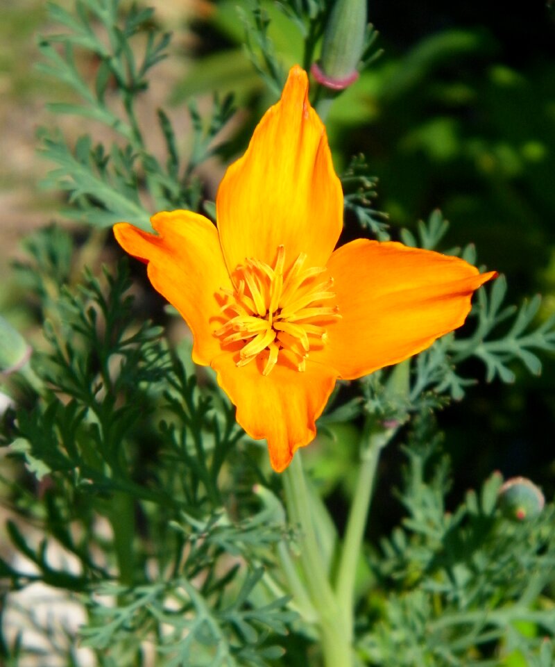 Yellow blossom plant photo