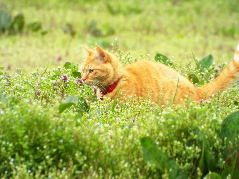 Natural animal green