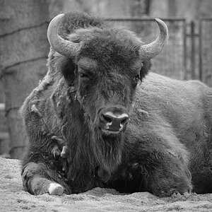Animal horns mammal