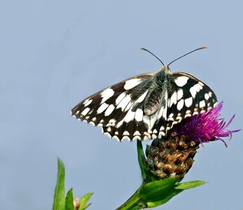 Butterfly close up flowers photo