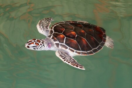 Animal underwater nature