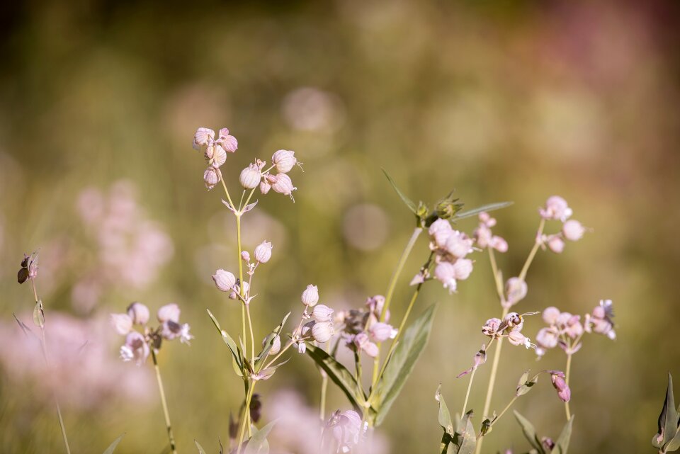 Pointed flower meadow flowers