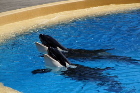 Killer whale zoo orcinus orca