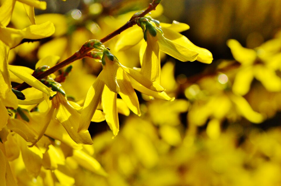 Bush beautiful spring