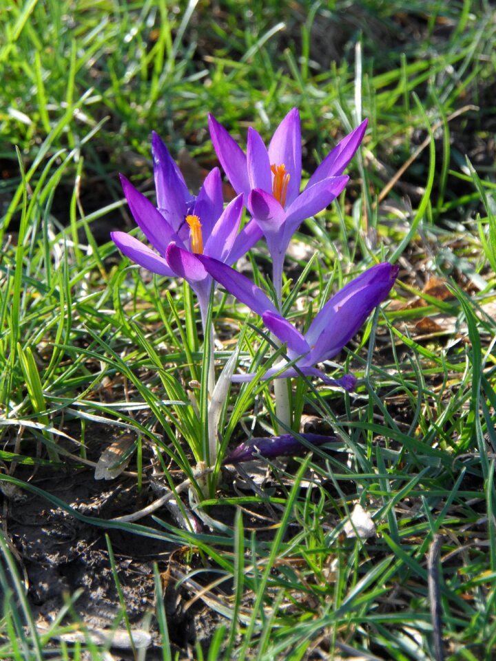 Flower blossom bloom
