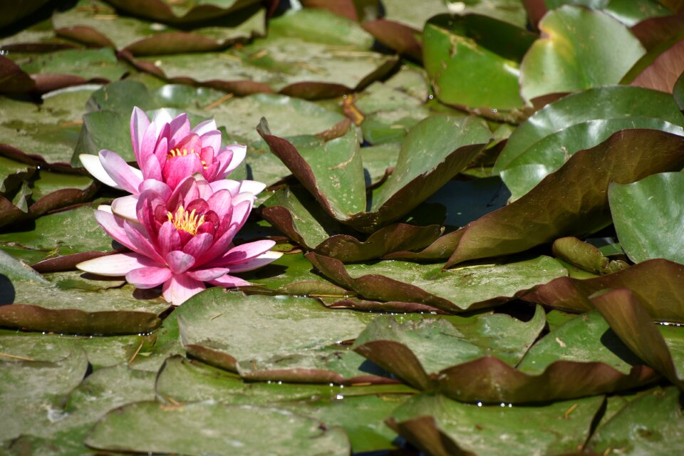 Lotus the beginning of summer saturday