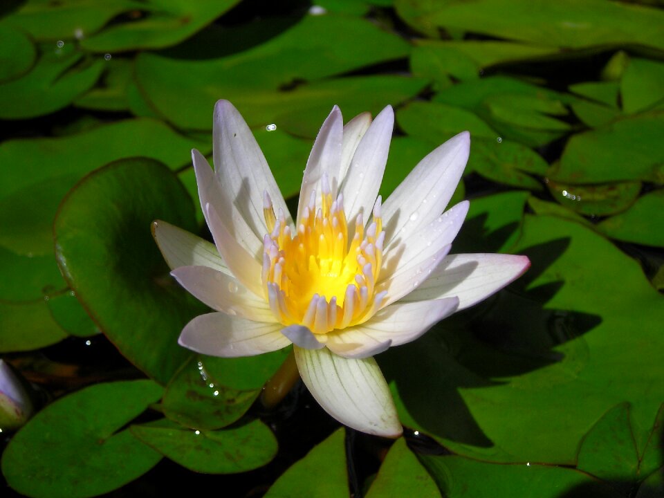Aquatic plants summer green
