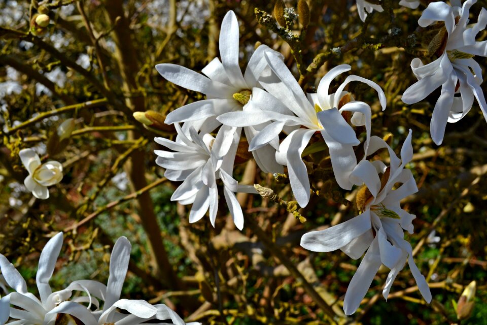 Nature green blossoms
