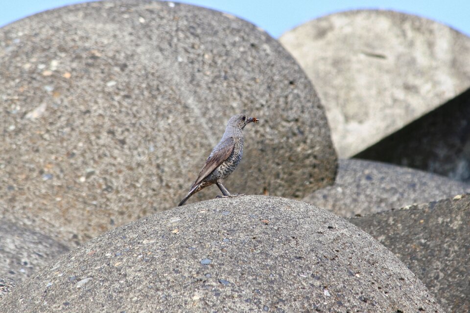 Little bird method bulbul wild birds