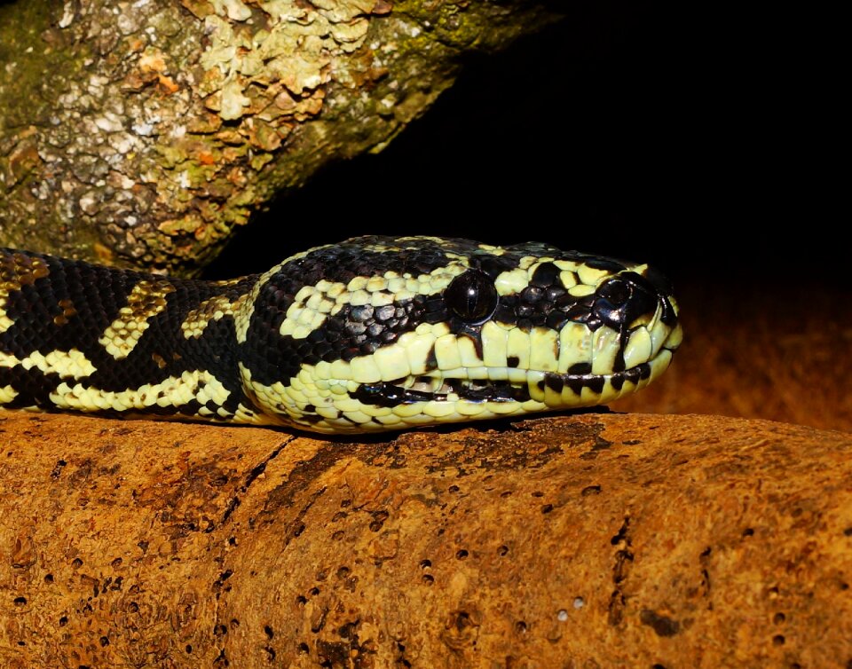 Terrarium close up constrictor
