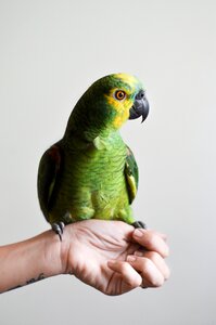 Pet domestic parrot photo