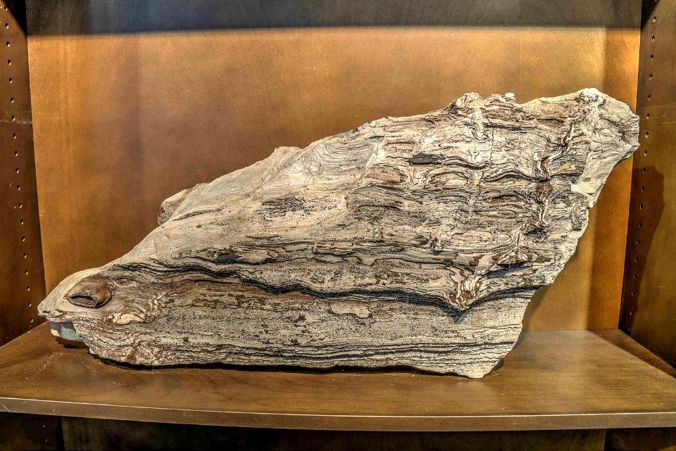 17_22_112_petrified_wood