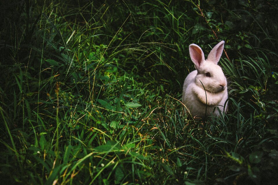 Grass outdoors rabbit