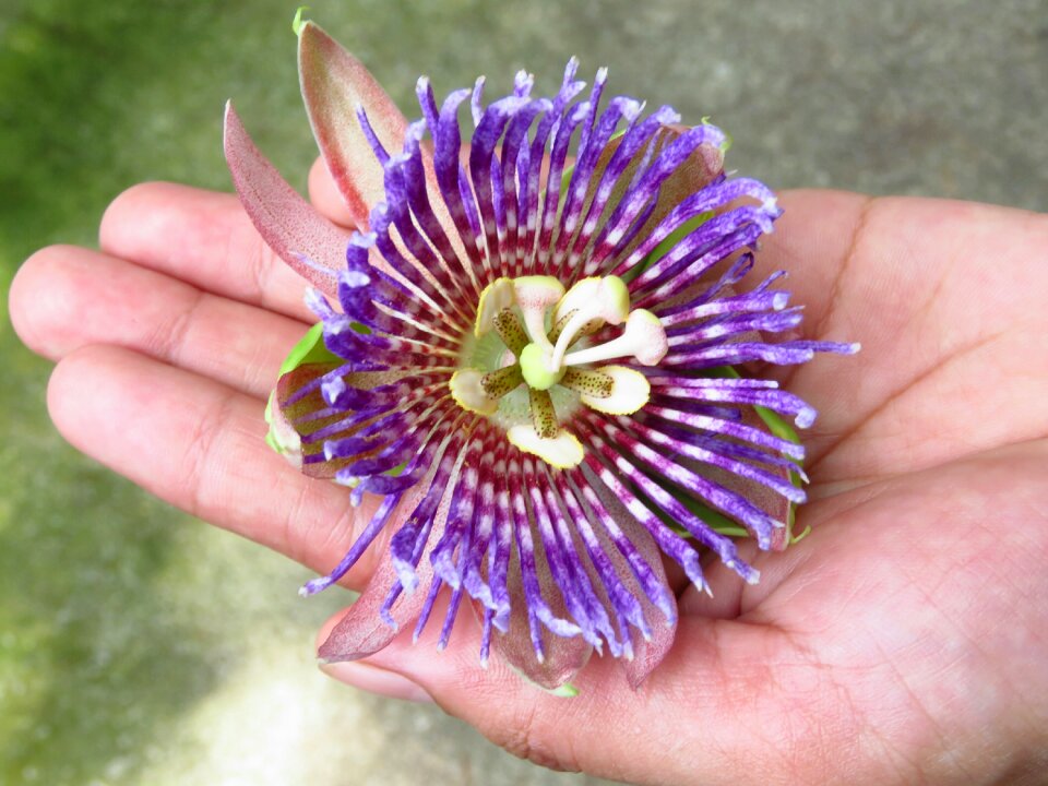 Hand beautiful flower nice