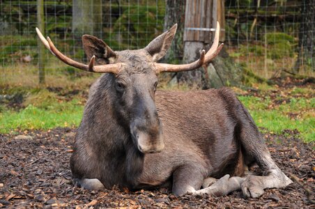 Moose the king of the forest zoo