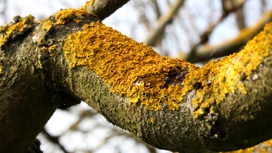 Branch yellow lichens trees photo