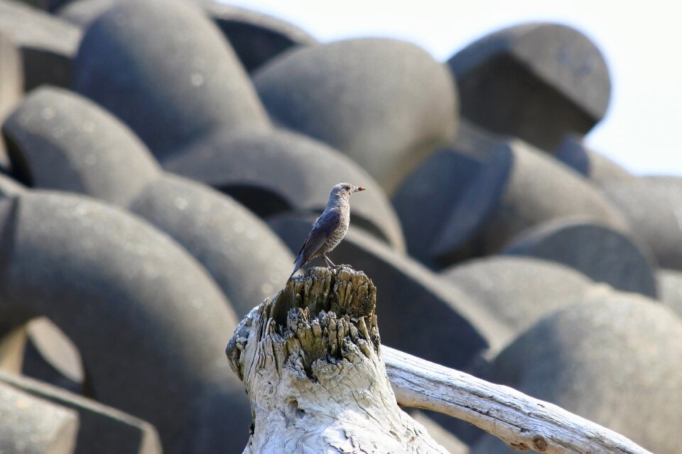 Driftwood little bird method bulbul