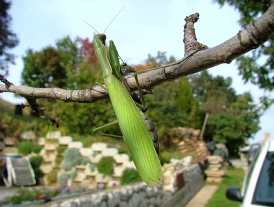 Beetle mantis insect