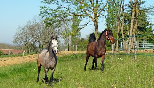 Nature equine breeding