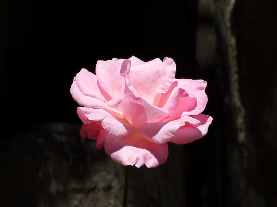 Plant nature pink